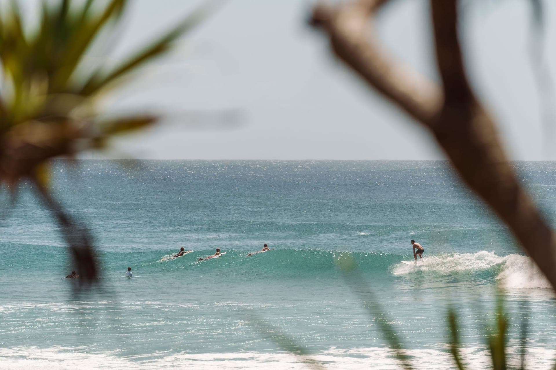 Surfers in turquoise water seen through coastal palms